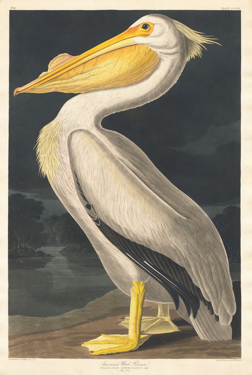 Pelicano Branco Americano de Robert Havell after John James Audubon
