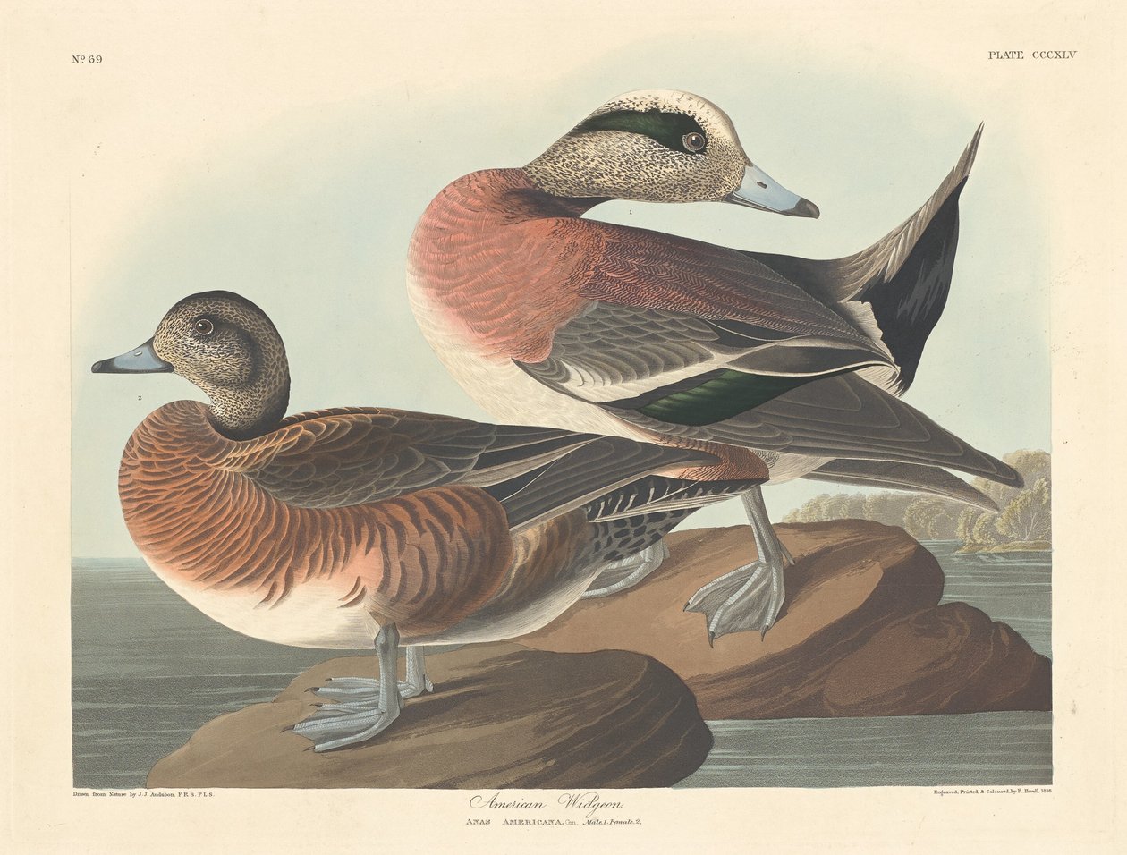 American Widgeon de Robert Havell after John James Audubon