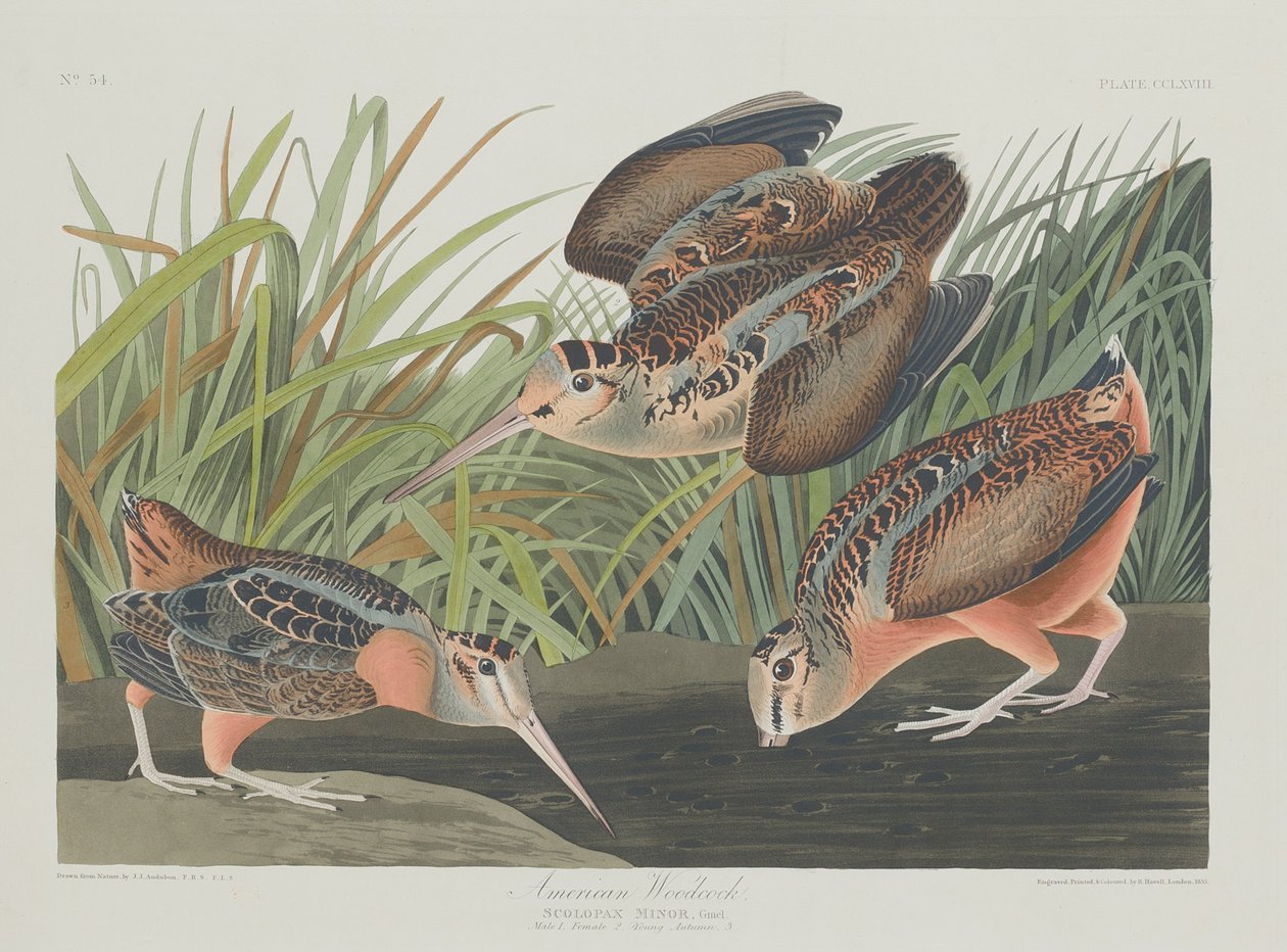 galinhola americana de Robert Havell after John James Audubon