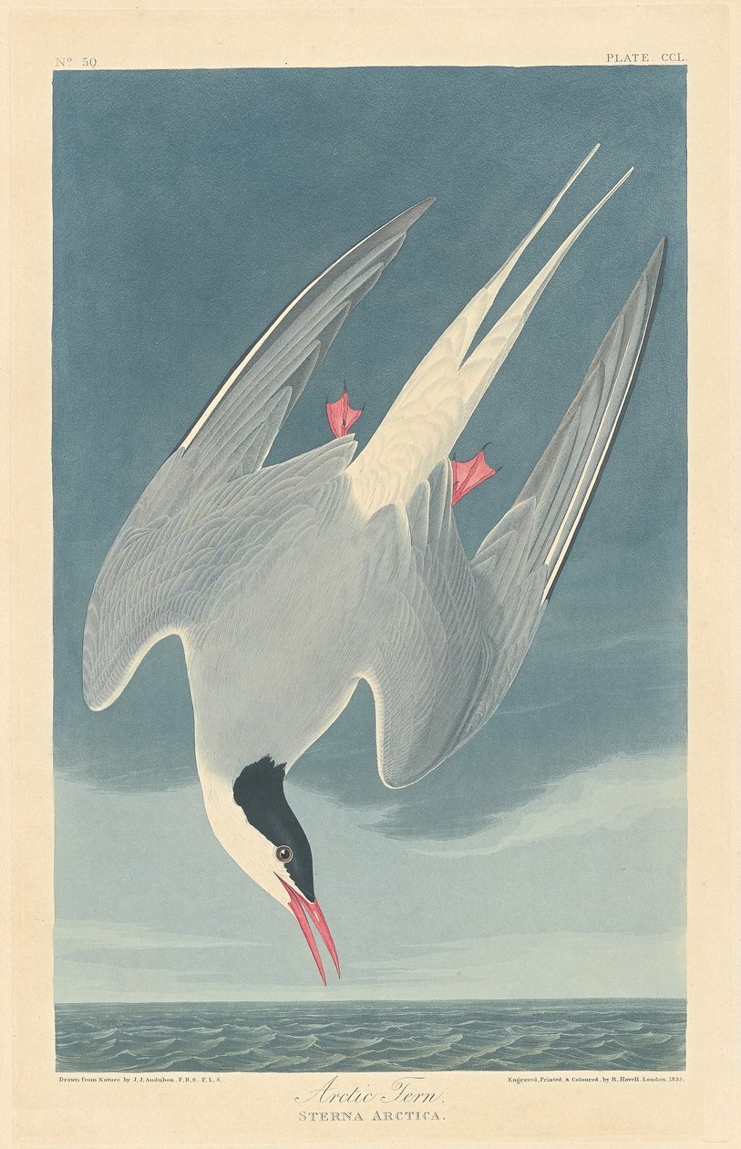 Andorinha do mar ártica de Robert Havell after John James Audubon