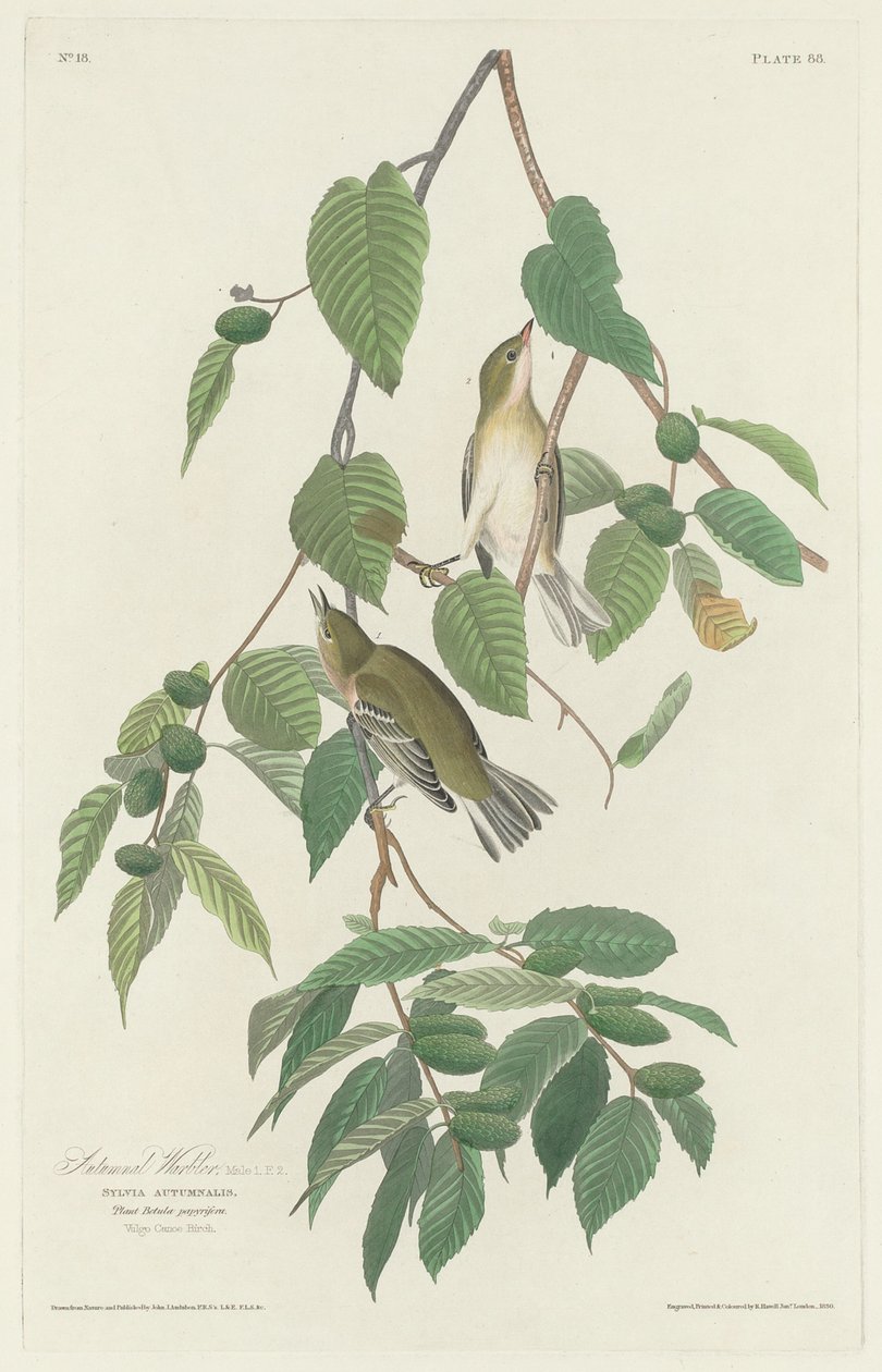 Toutinegra outonal de Robert Havell after John James Audubon