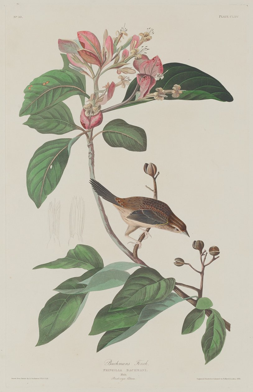 Bachmans Finch de Robert Havell after John James Audubon