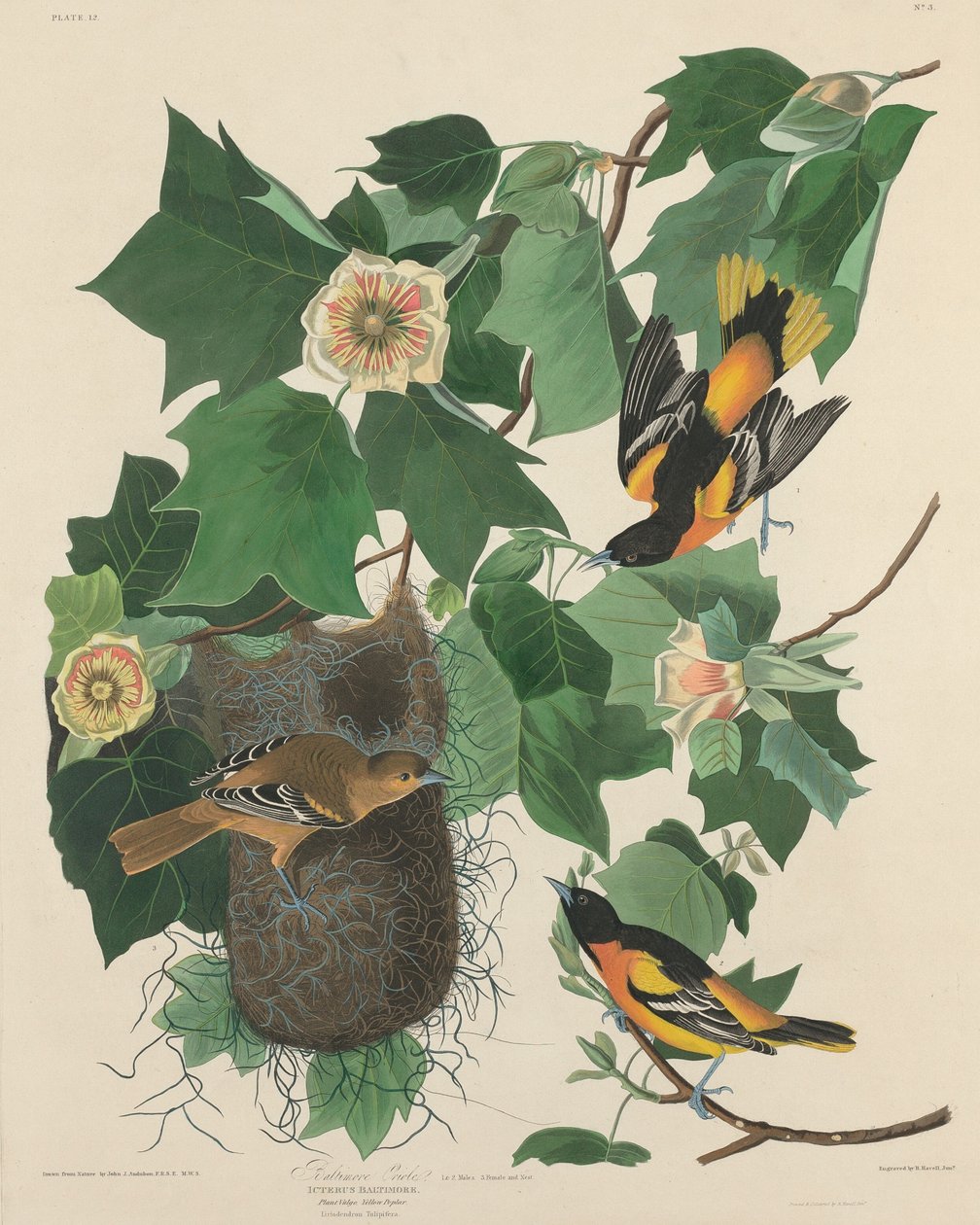 Baltimore Oriole de Robert Havell after John James Audubon