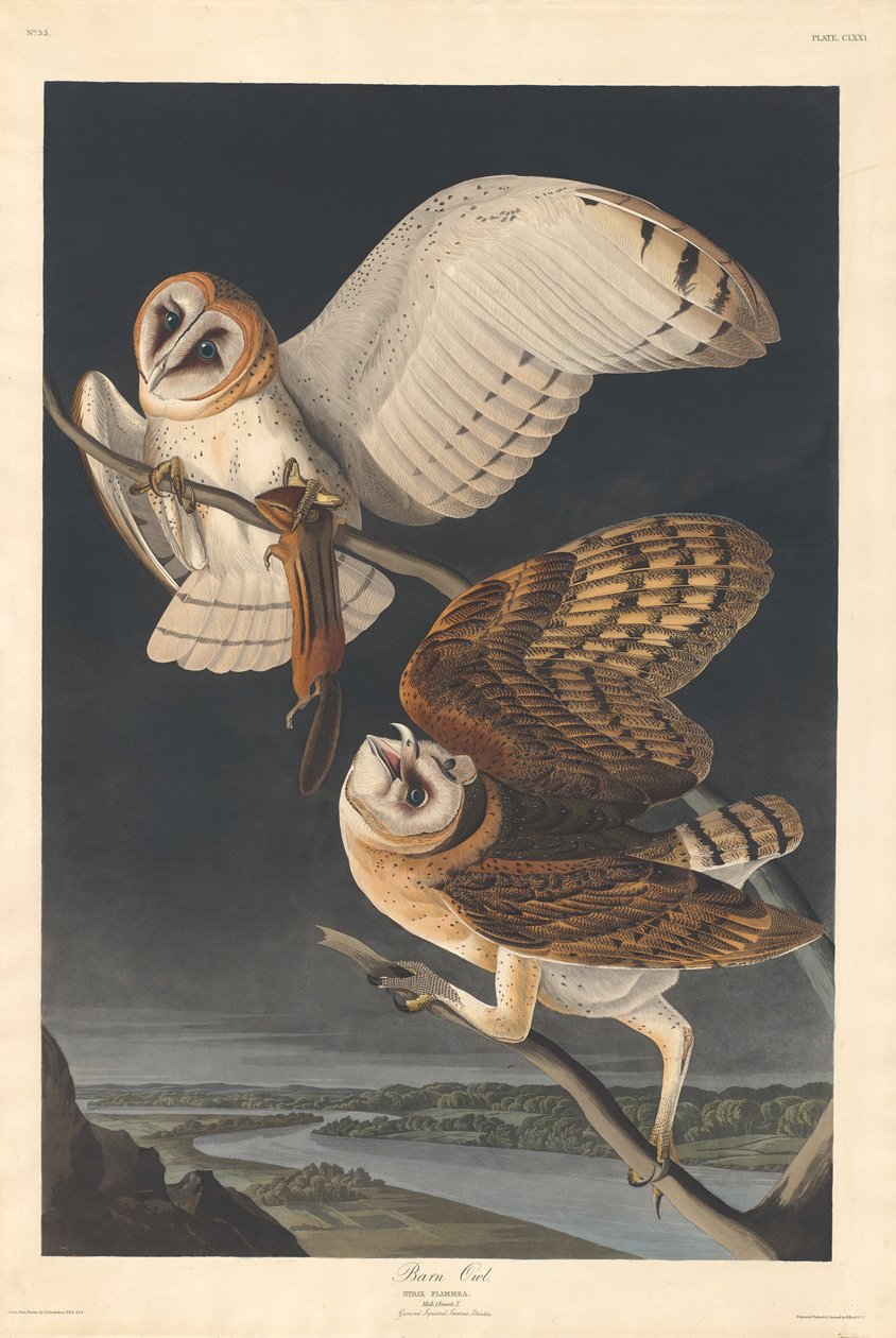Coruja de celeiro de Robert Havell after John James Audubon