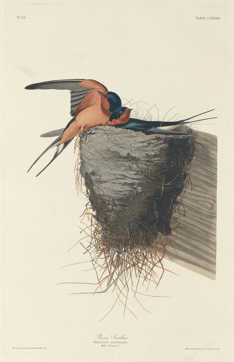 Andorinha de Robert Havell after John James Audubon