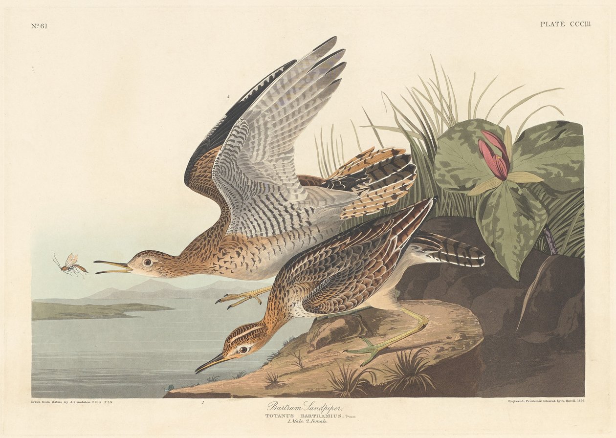 Bartram maçarico de Robert Havell after John James Audubon