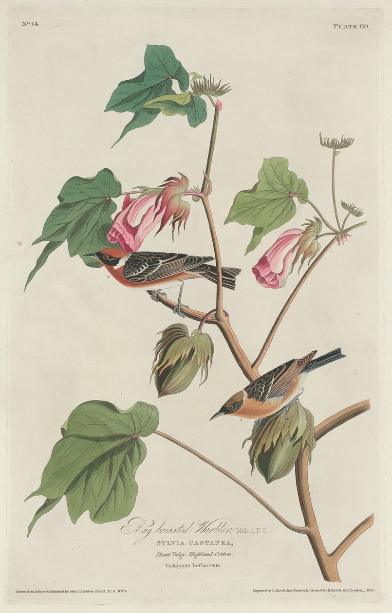 Toutinegra-de-peito-de-louro de Robert Havell after John James Audubon