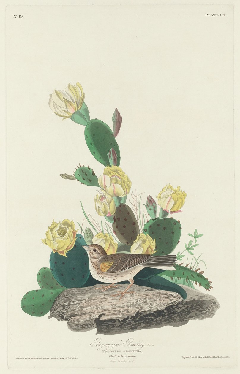 Estamenha-de-asa-de-baía de Robert Havell after John James Audubon