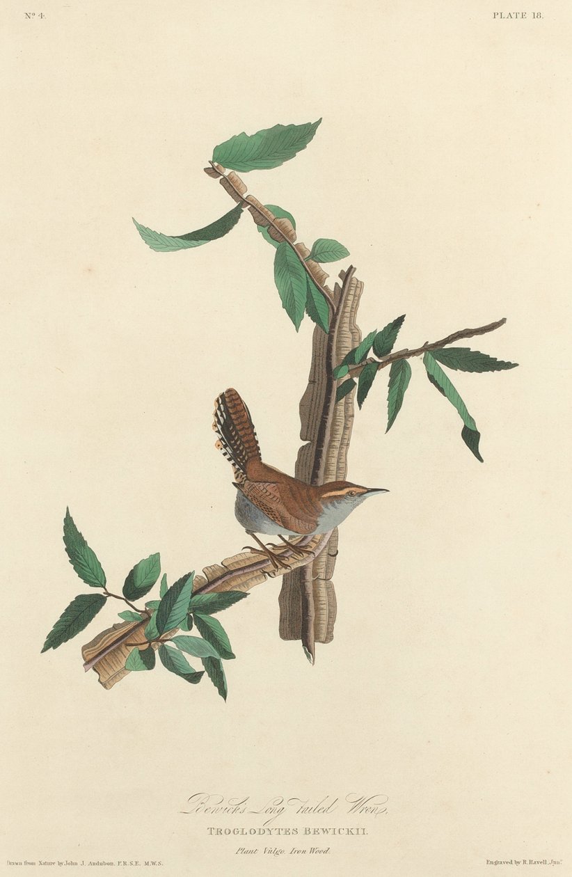 Carriça de cauda longa de Bewick de Robert Havell after John James Audubon