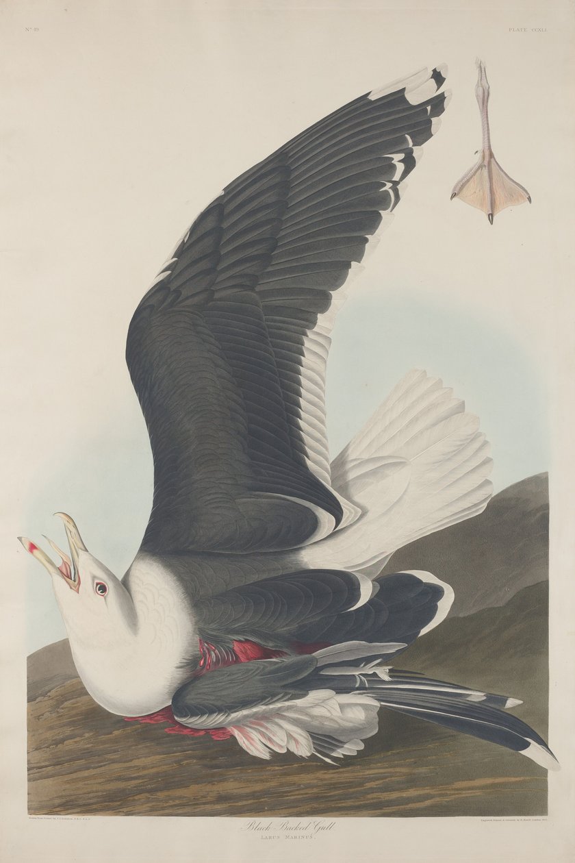 Gaivota de dorso negro de Robert Havell after John James Audubon