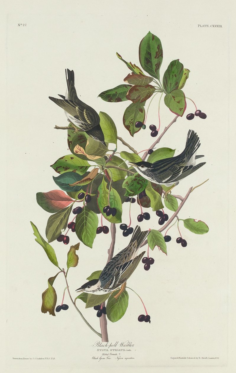 Toutinegra-de-piscina-preta de Robert Havell after John James Audubon