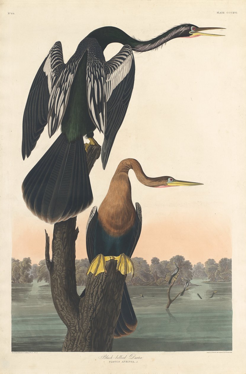 Darter de barriga preta de Robert Havell after John James Audubon