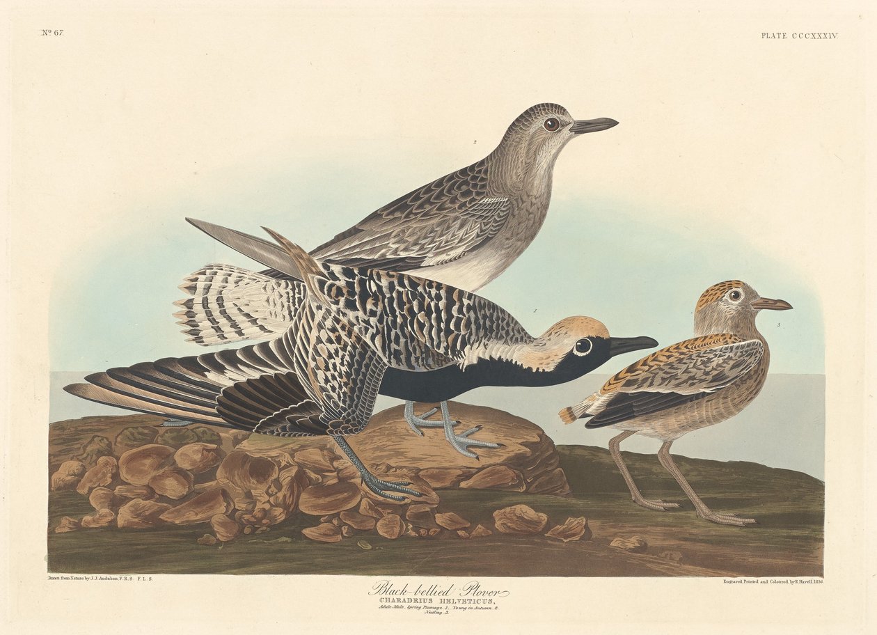 Tarambola-de-barriga-preta de Robert Havell after John James Audubon