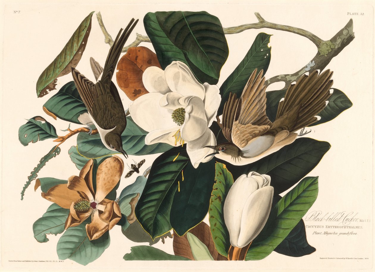 Cuco-de-bico-preto de Robert Havell after John James Audubon