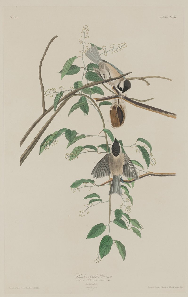 Titmouse de cabeça preta de Robert Havell after John James Audubon