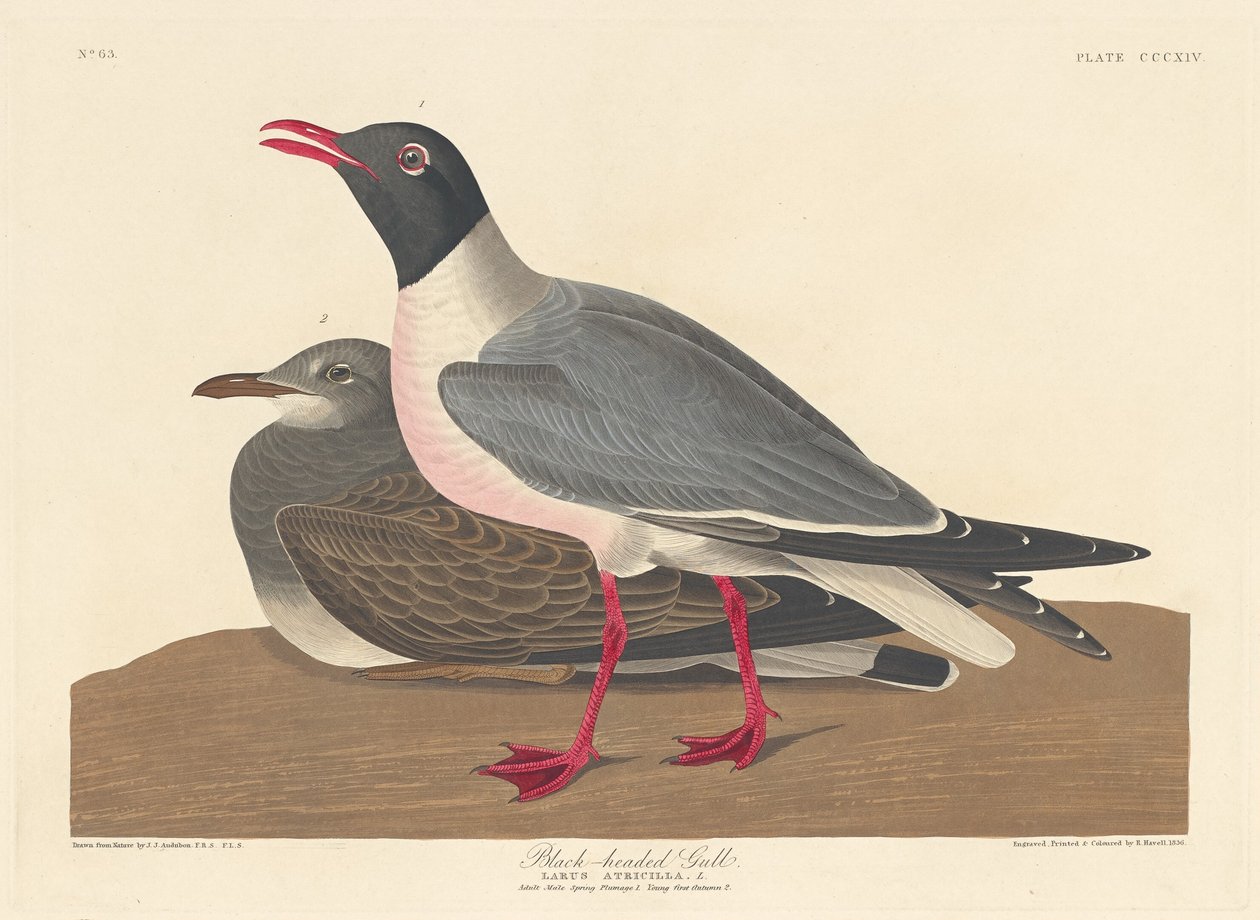 Gaivota de cabeça preta de Robert Havell after John James Audubon