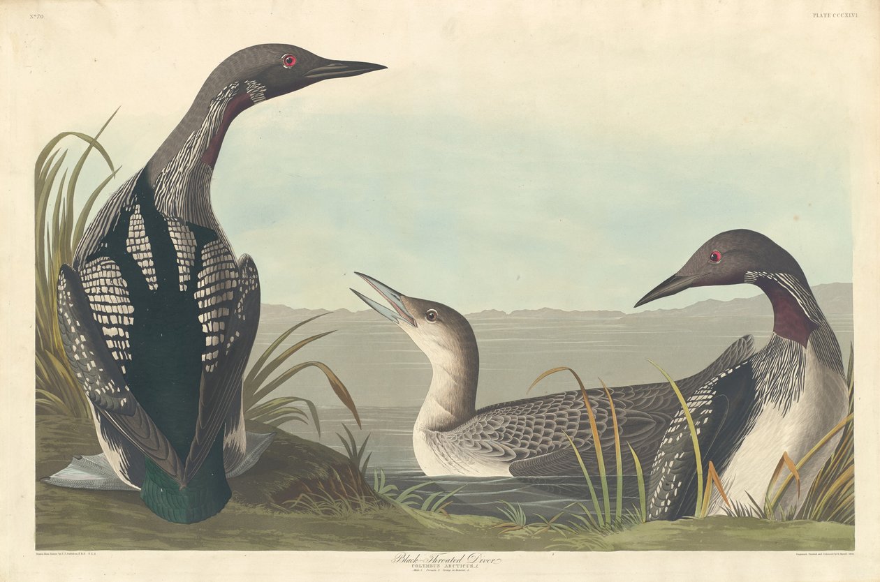 Mergulhador-de-garganta-preta de Robert Havell after John James Audubon
