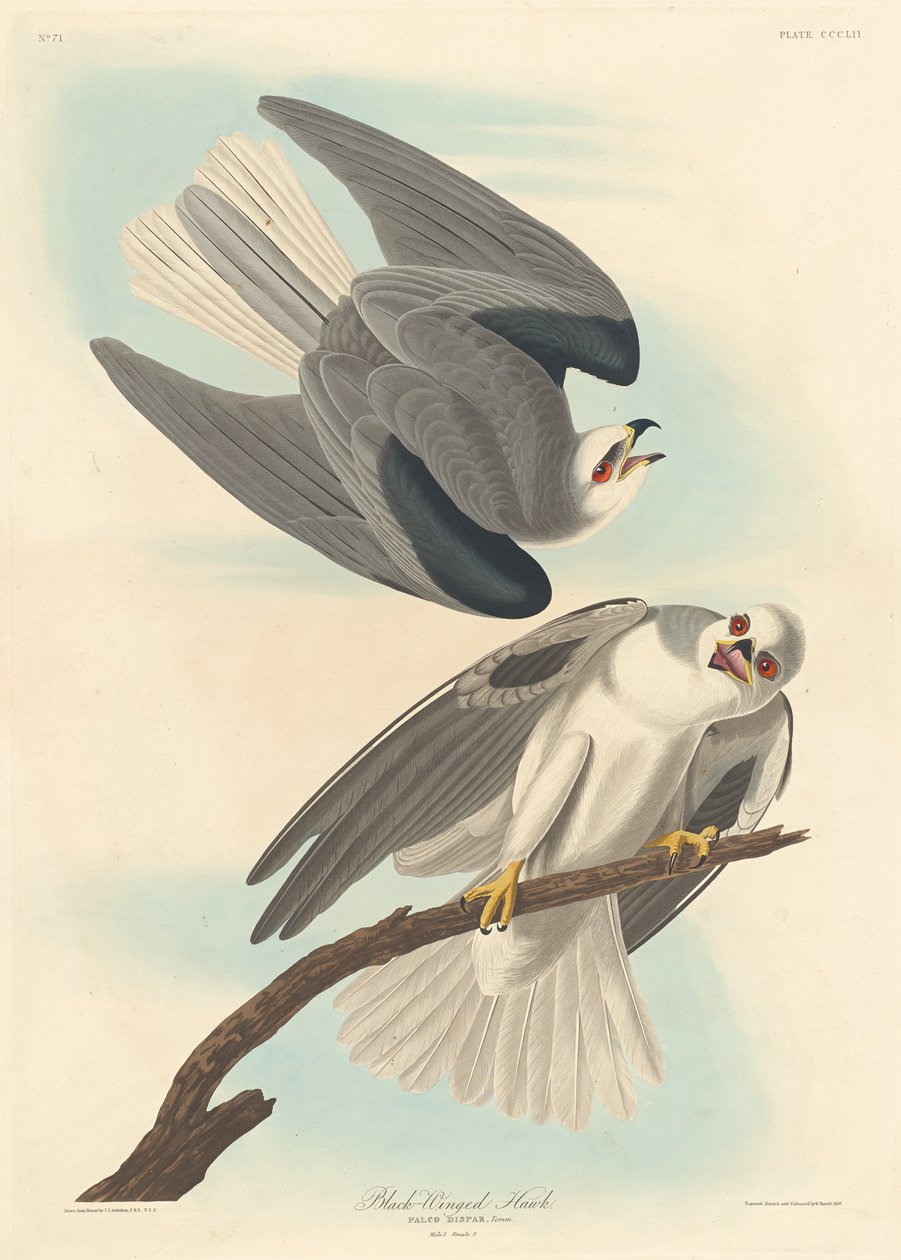 Falcão de asas negras de Robert Havell after John James Audubon