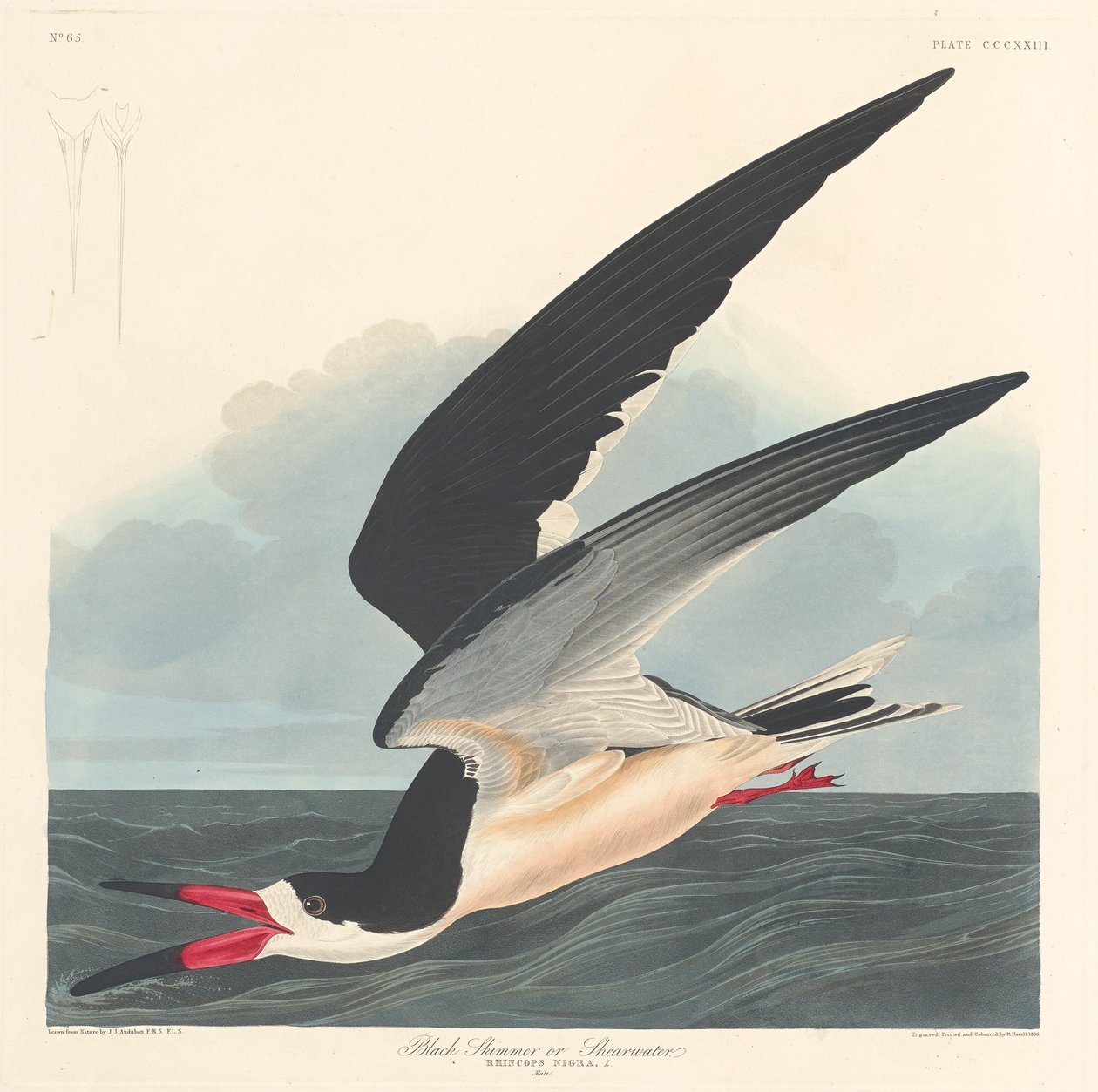Escumadeira preta de Robert Havell after John James Audubon