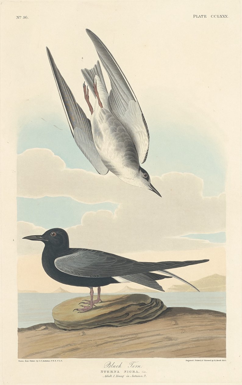Andorinha-do-mar-preta de Robert Havell after John James Audubon