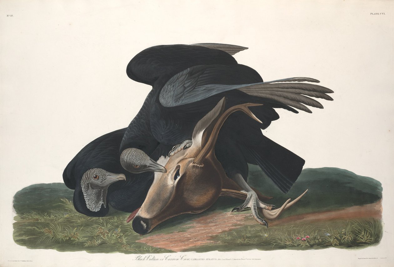 Abutre Negro de Robert Havell after John James Audubon