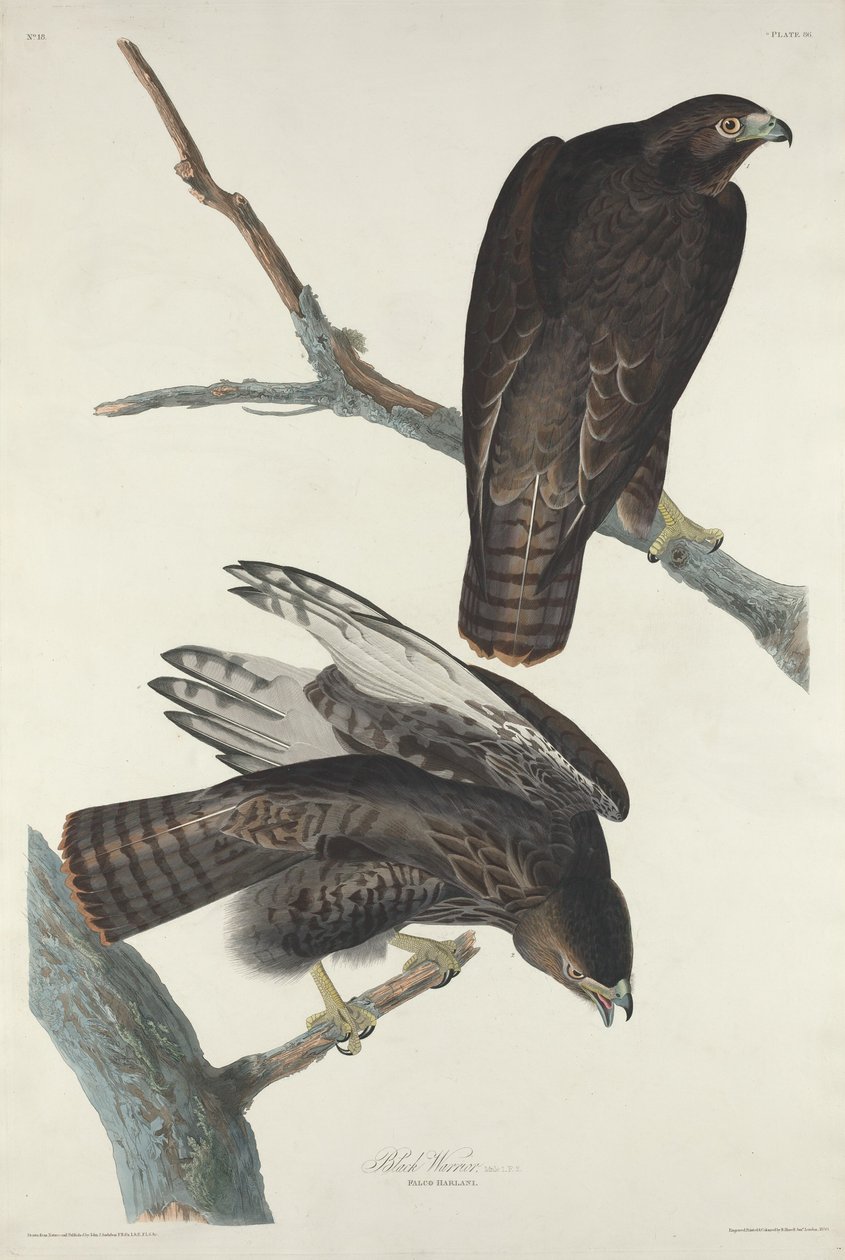 Guerreiro preto de Robert Havell after John James Audubon