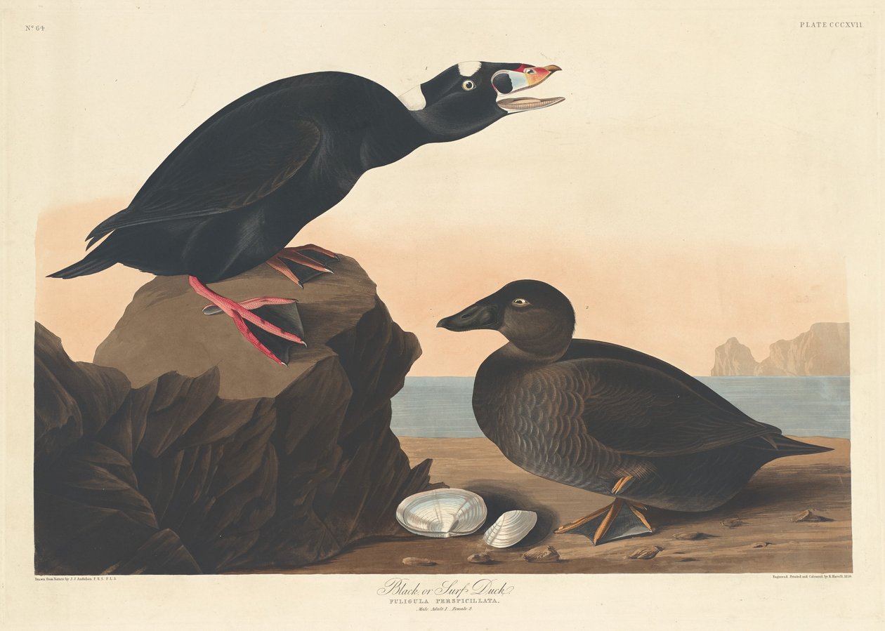 Pato Preto ou Surf de Robert Havell after John James Audubon
