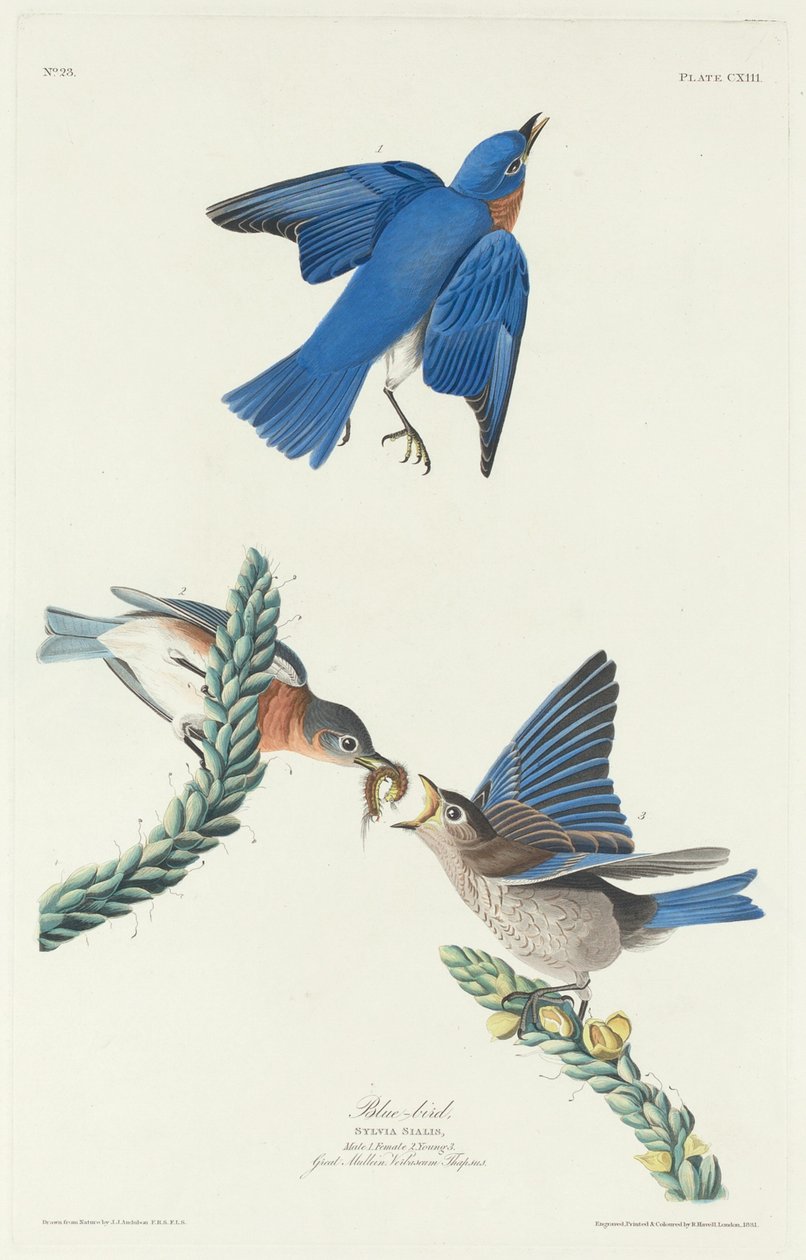 Pássaro azul de Robert Havell after John James Audubon