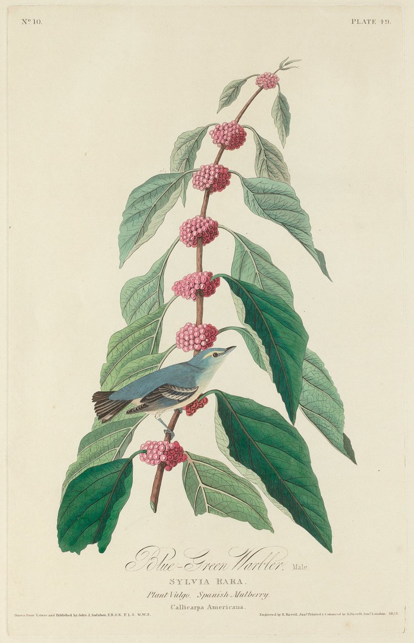 Toutinegra azul-verde de Robert Havell after John James Audubon