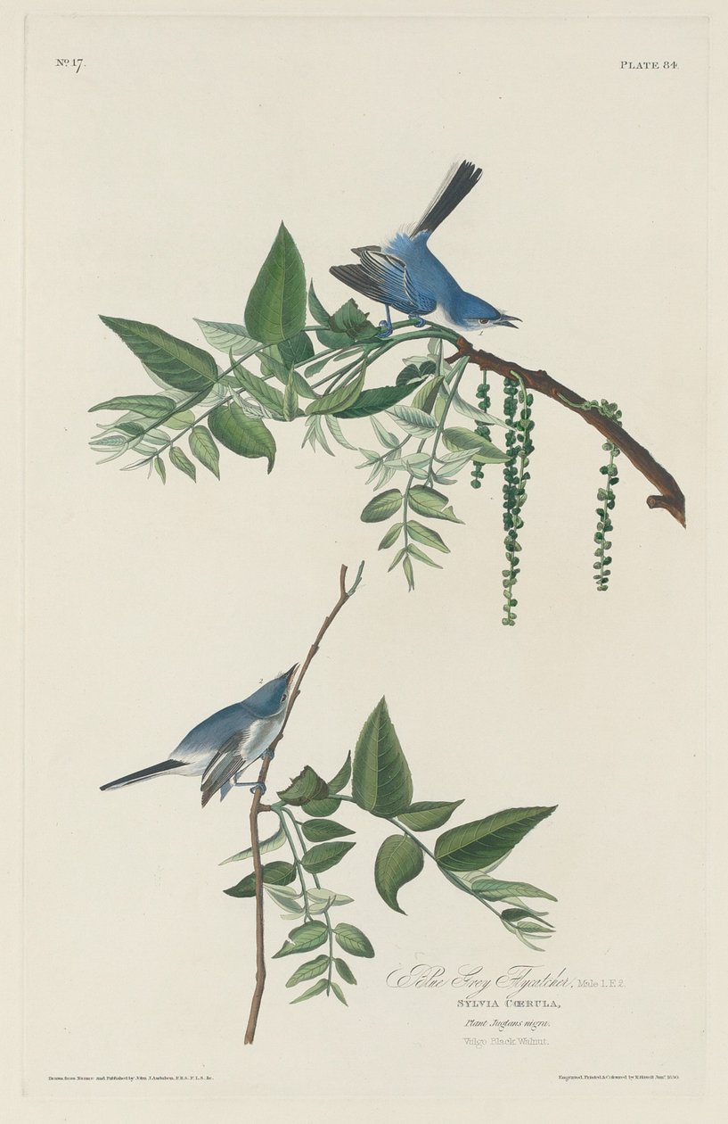 Papa-moscas azul-cinza de Robert Havell after John James Audubon