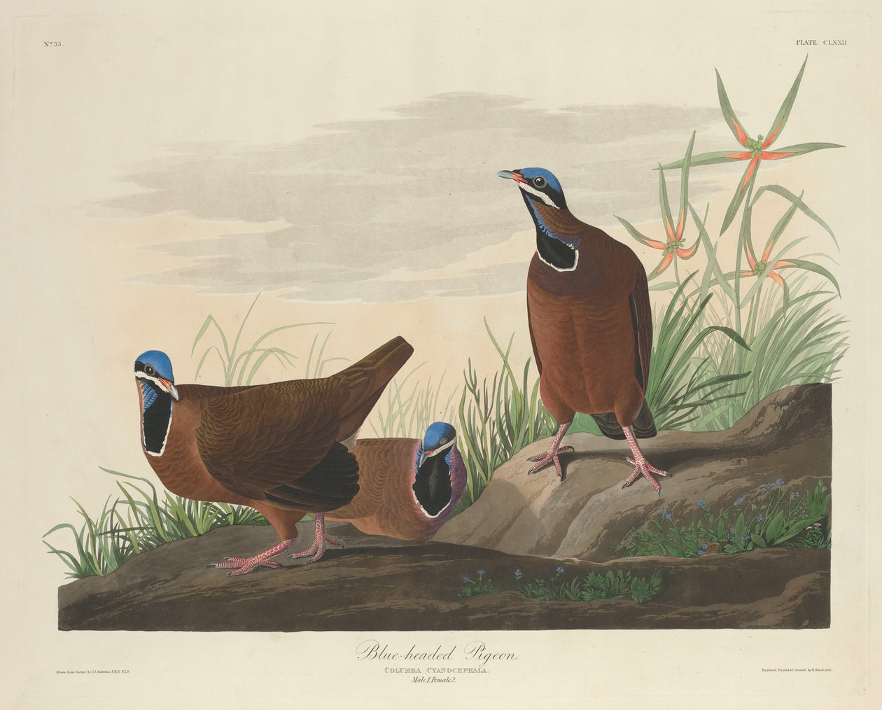 Pombo de cabeça azul de Robert Havell after John James Audubon