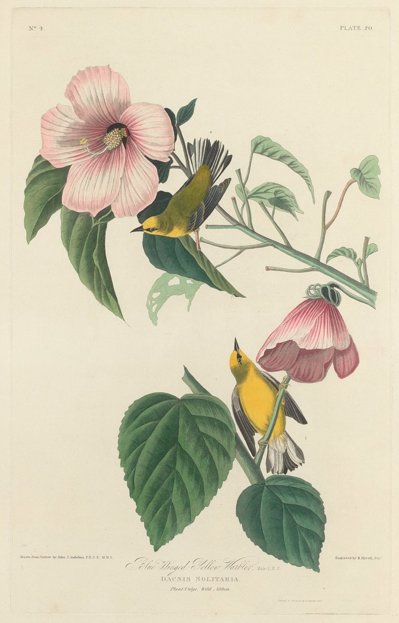 Toutinegra amarela de asas azuis de Robert Havell after John James Audubon