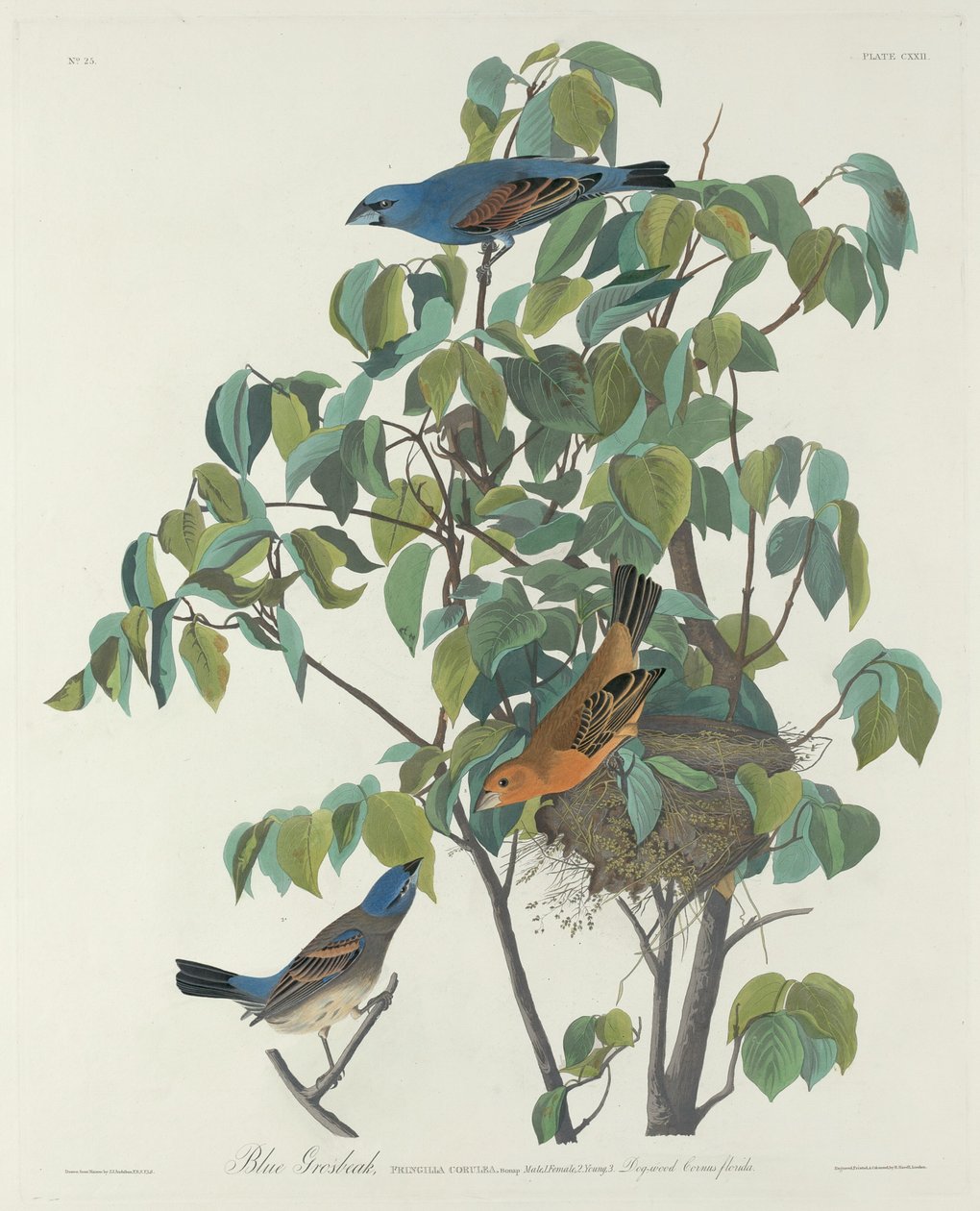 Bicudo Azul de Robert Havell after John James Audubon