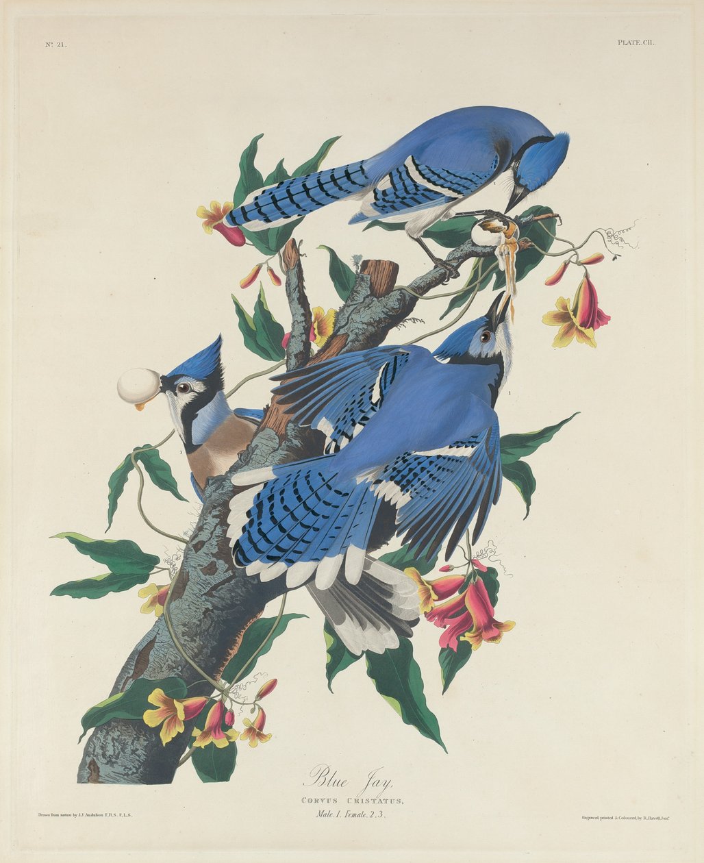 Gaio Azul de Robert Havell after John James Audubon