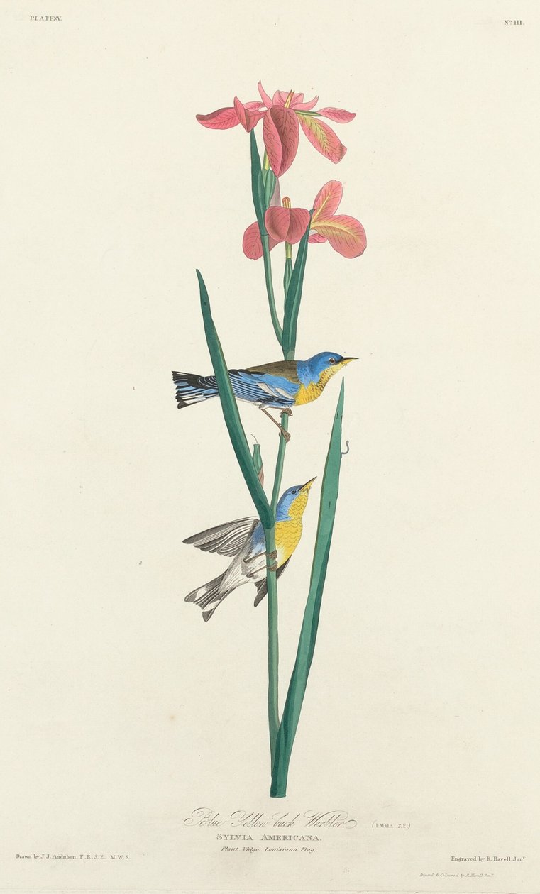 Toutinegra-de-dorso-amarelo azul de Robert Havell after John James Audubon