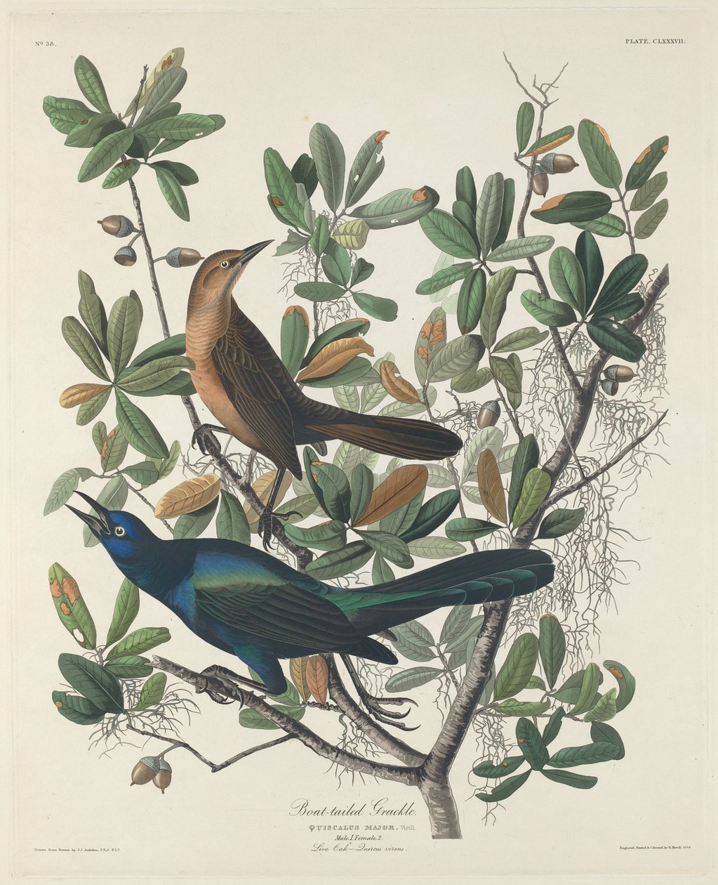 Boat-tailed Grackle de Robert Havell after John James Audubon