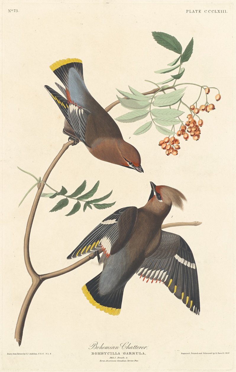 Boêmio tagarela de Robert Havell after John James Audubon