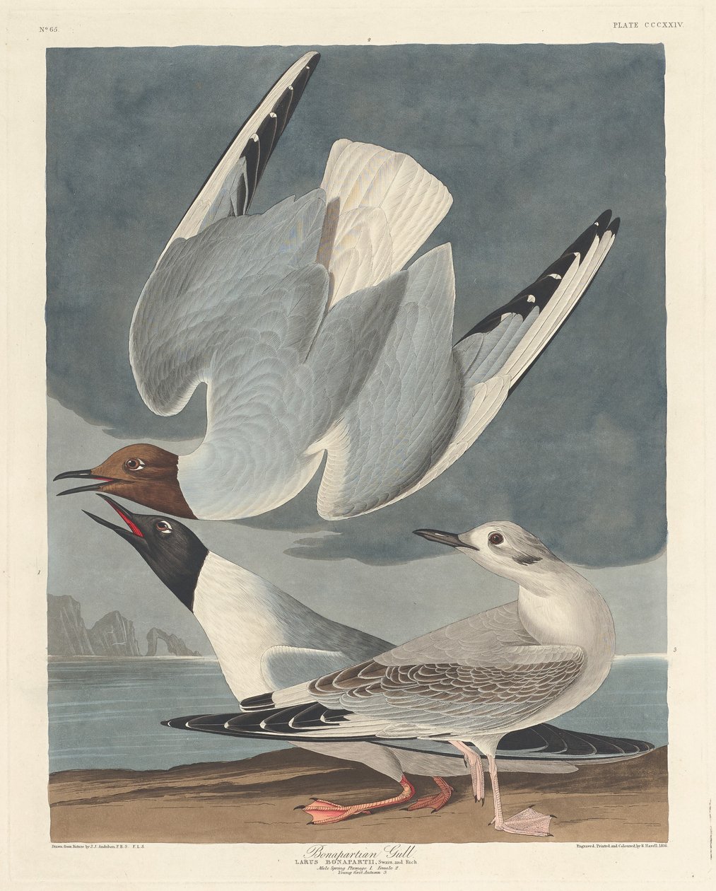 Gaivota Bonapartiana de Robert Havell after John James Audubon