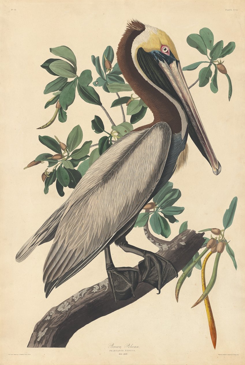 Pelicano Marrom de Robert Havell after John James Audubon