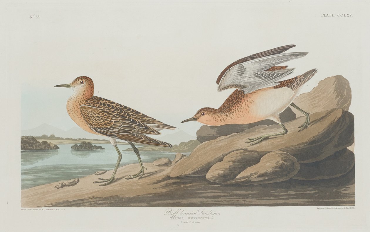Maçarico-de-peito-amarelo de Robert Havell after John James Audubon