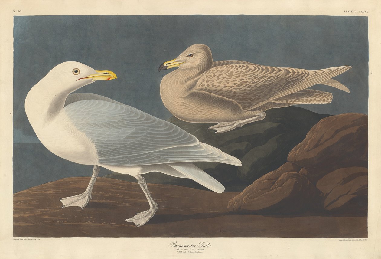 Gaivota Burgomestre de Robert Havell after John James Audubon