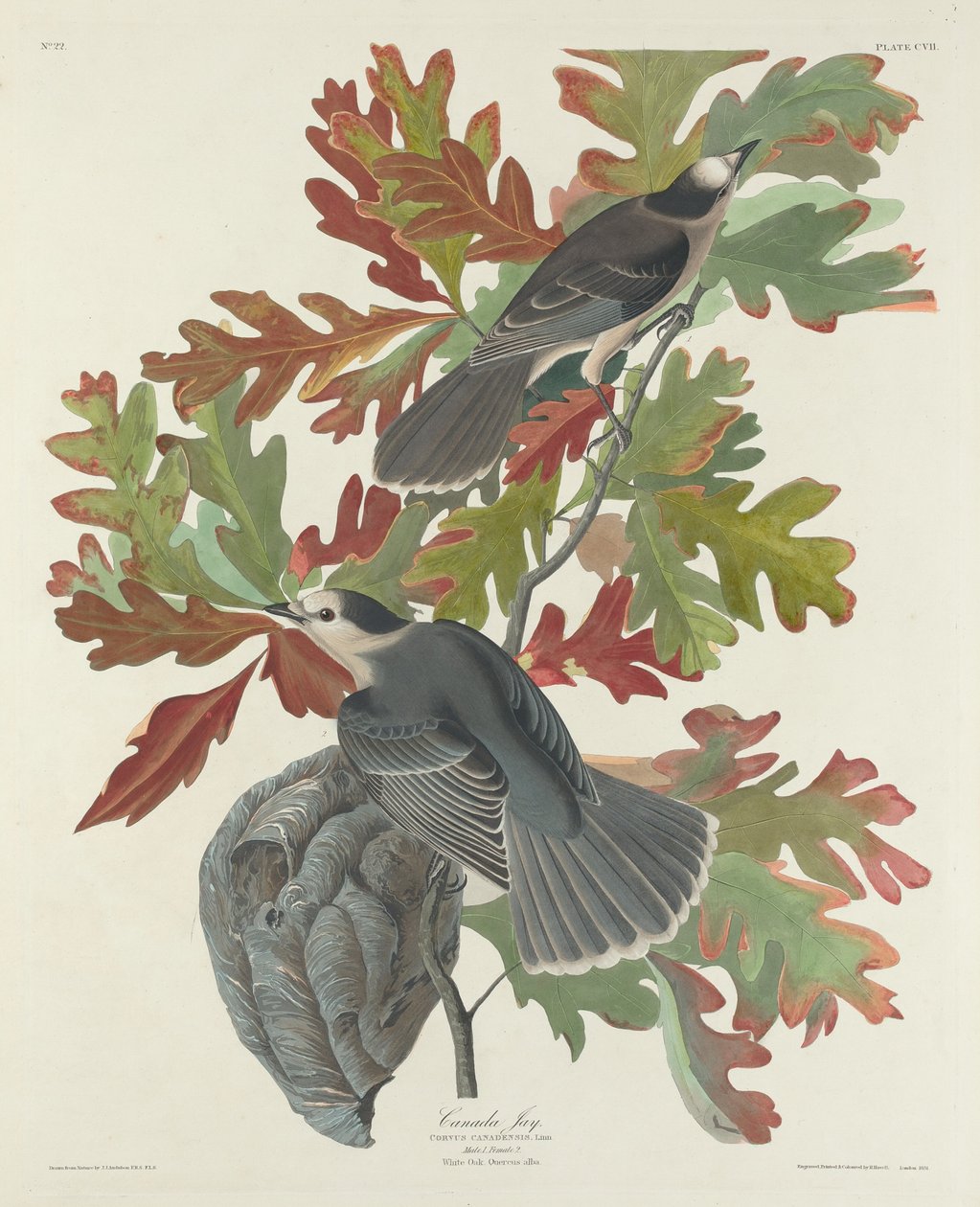 Canadá Jay de Robert Havell after John James Audubon