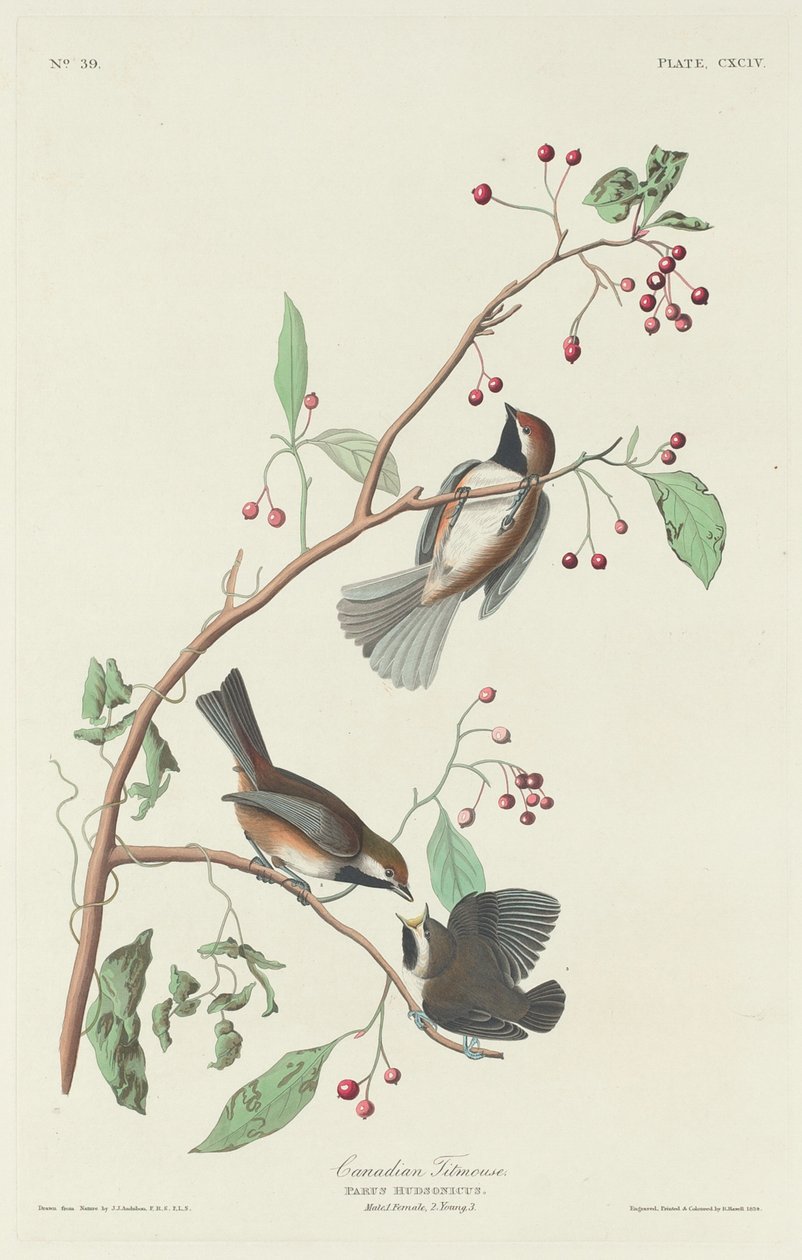chapim canadense de Robert Havell after John James Audubon