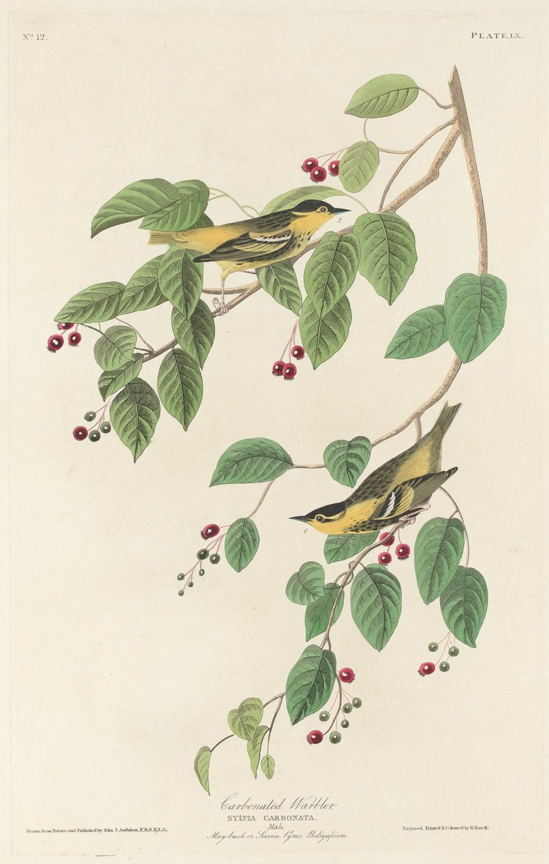 Toutinegra carbonatada de Robert Havell after John James Audubon