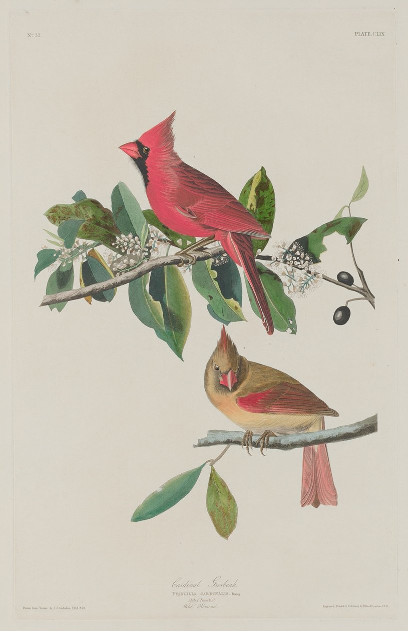Cardeal Grosbeak de Robert Havell after John James Audubon