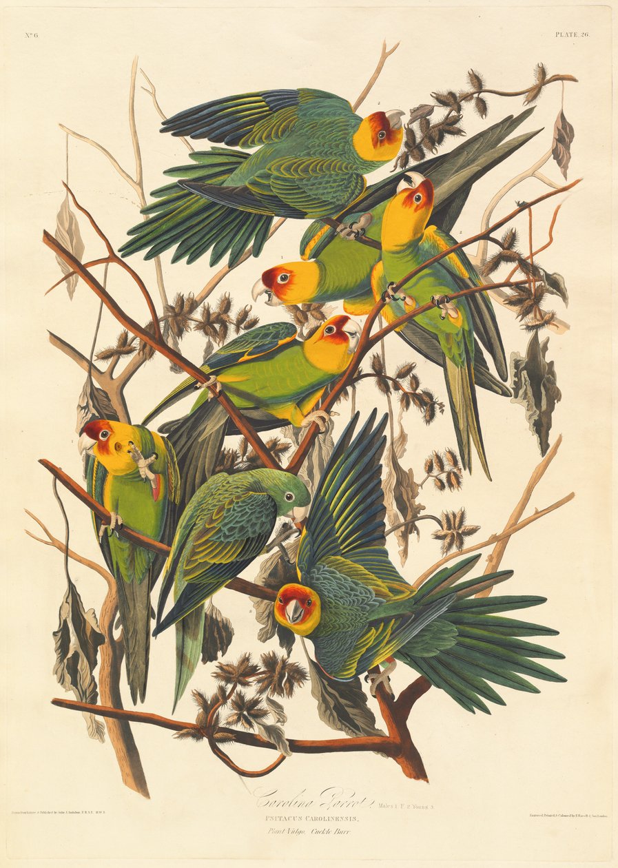 Caroline Papagaio de Robert Havell after John James Audubon