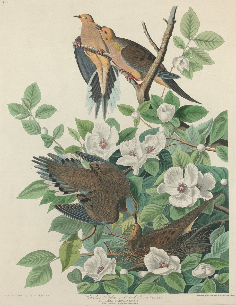 Pombo Carolina ou Pomba Tartaruga de Robert Havell after John James Audubon