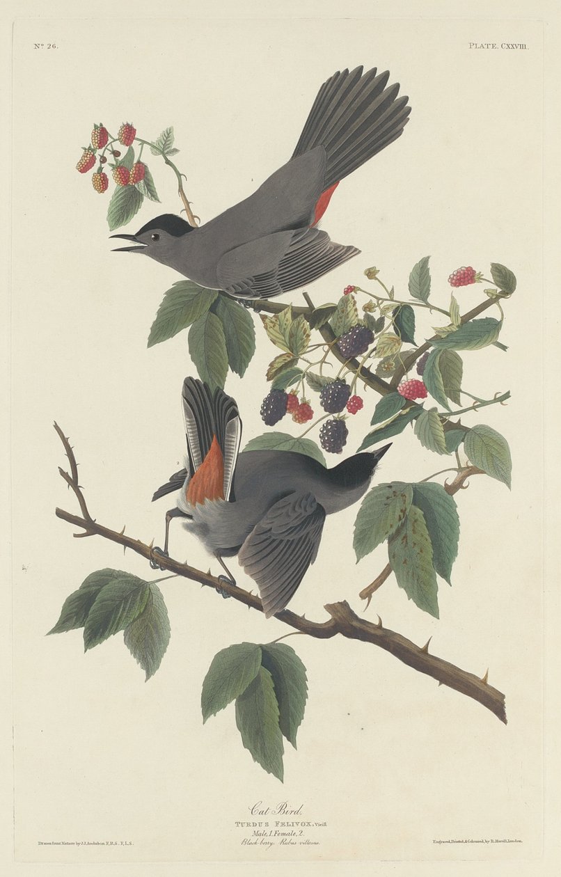 Gato pássaro de Robert Havell after John James Audubon