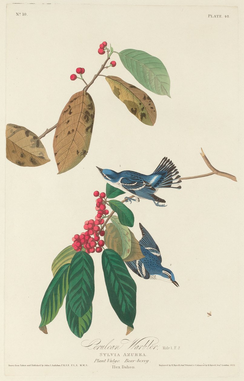 Toutinegra Cerúlea de Robert Havell after John James Audubon