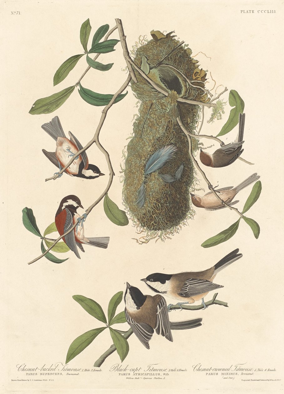 Titmouse de dorso castanho, Titmouse de cabeça preta e Titmouse de coroa castanha de Robert Havell after John James Audubon
